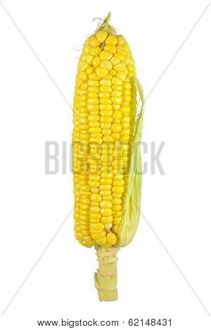 Sweetcorn Isolated Image
