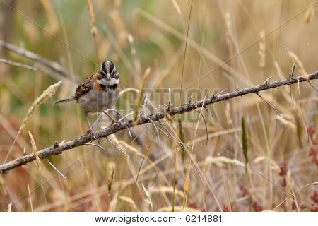 Rufous-collared Sparrow Bird Sitting On A Branch