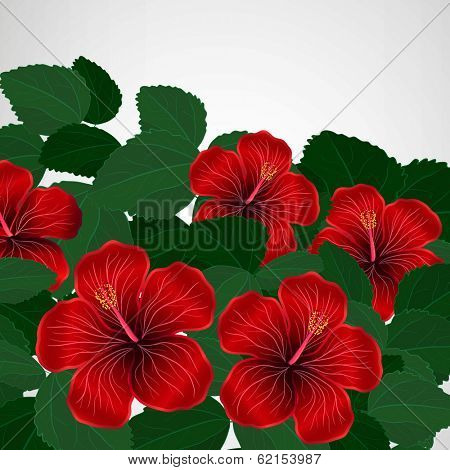 Floral design background. Hibiscus flowers.