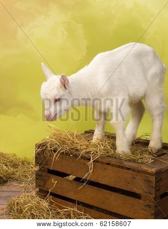 Cute baby milk goat standing on a vintage wooden crate