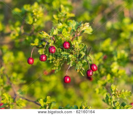 Weathered Hawthorn Fruits