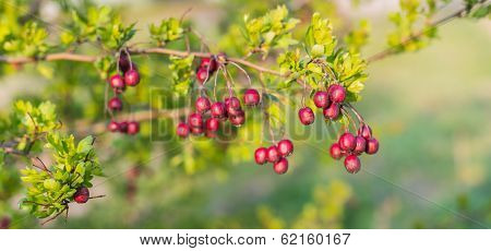 Weathered Hawthorn Fruits