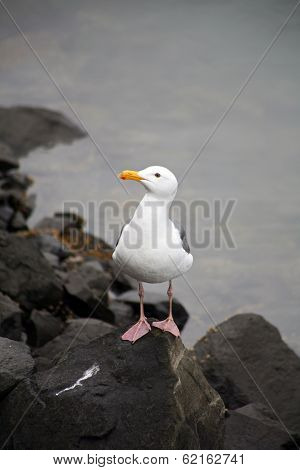 Seagull on Rocks