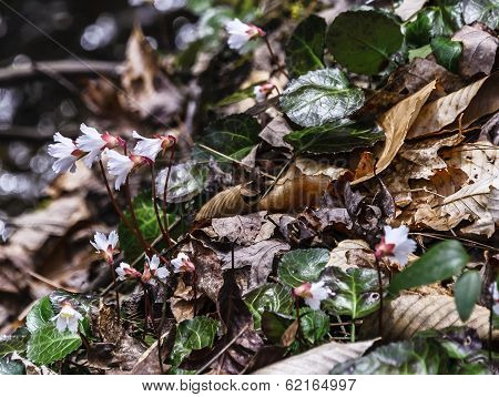 Rare Spring Beauty
