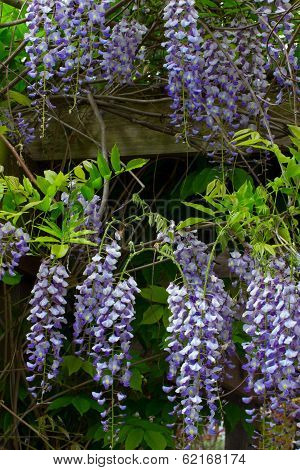 Flowering Wisteria Vertical Image
