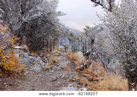 Winter Path