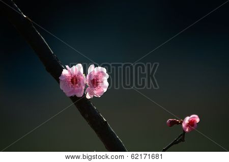 Mikie plum