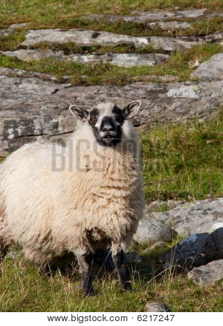 Rutting får