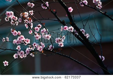 Plum natural plant trees in full bloom floral vitality