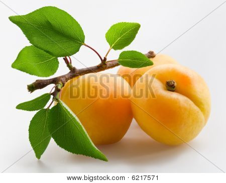 Apricot_13