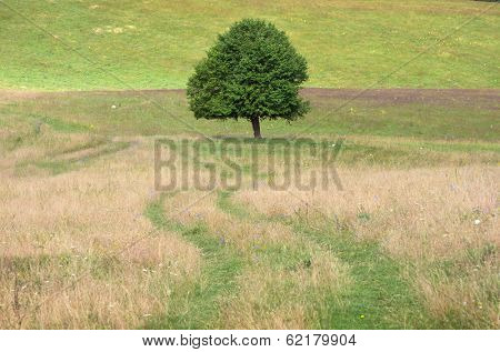 lonely tree in countryside a summer in Serbia