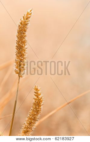 reed with sunrise light