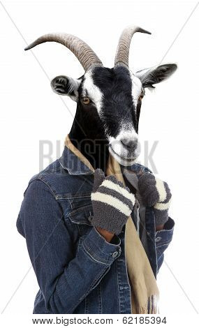 Goat Dressed In Woman's Winter Wear Concept