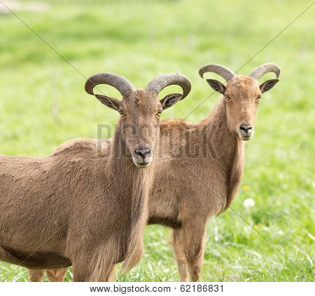 Barbary Sheep