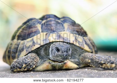 Hermans Tortoise