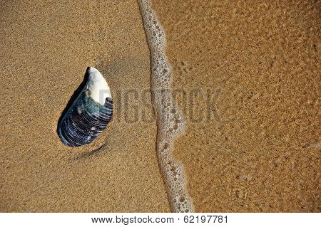 Single Shell In Sand