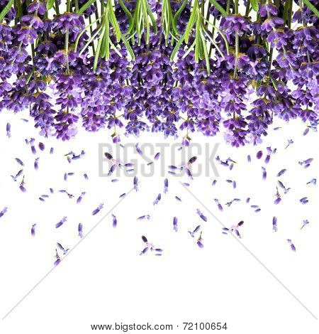 Lavender Flowers Isolated On White. Floral Background