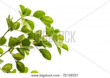 Green Leaf Isolated On White Background