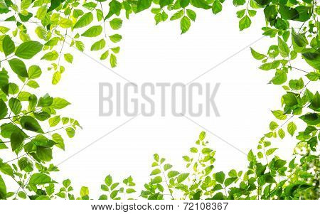 Green Leaf Fream