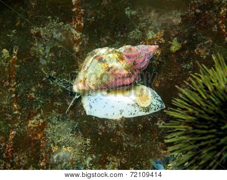 Gastropoda mollusc