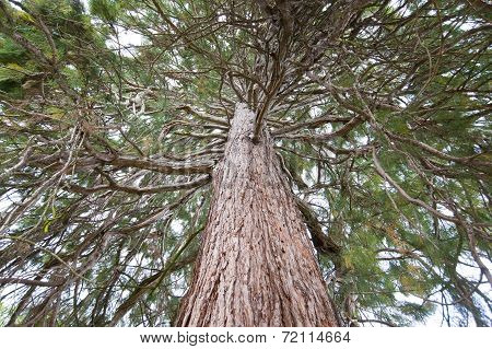 Sequoia