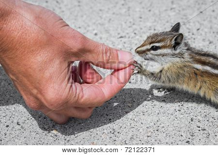 Feeding The Wildlife
