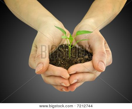 Plante