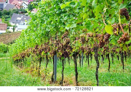 Grapes