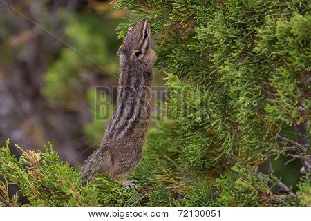 Small Rodent