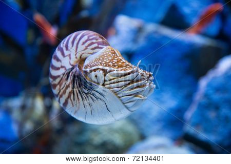 Nautilus pompilius or chambered nautilus is a cephalopods with a prominent head and tentacle