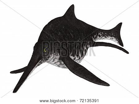 Ichthyosaur Shonisaurus