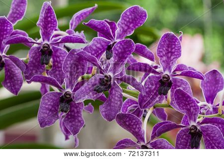 Beautiful Orchid (vanda)