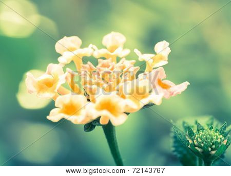 Lantana Flower, Cross Processed