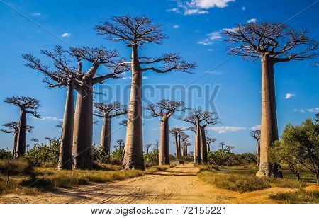 Avenida de Baobab