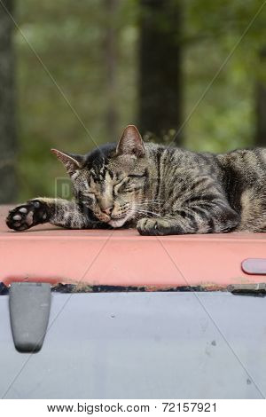 Cat Sleeping on a Truck Top in Missouri