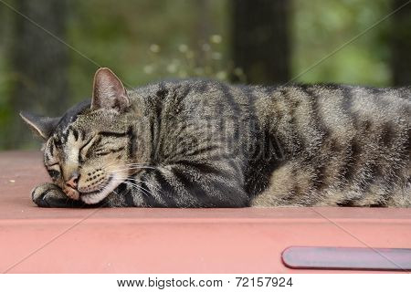 Cat Sleeping on a Truck Top in Missouri