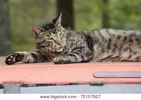 Cat Resting on a Truck Top in Missouri