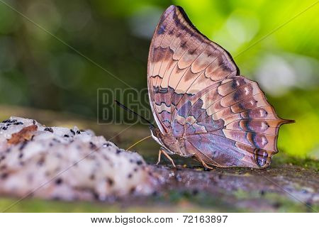 Tawny Rajah Butterfly