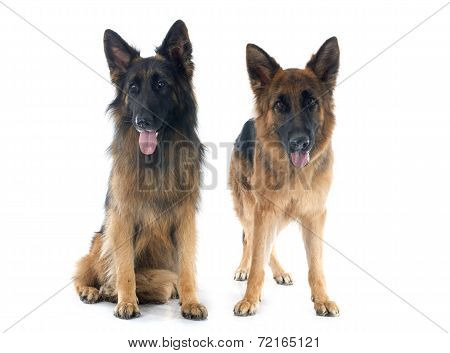 Two German Shepherds