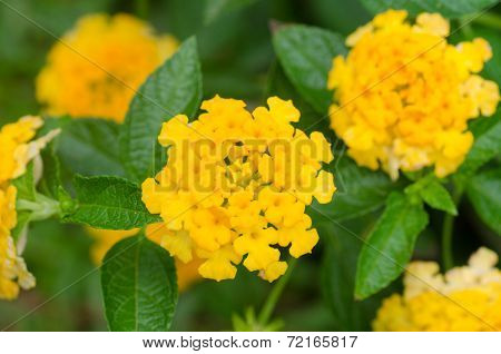 Lantana camara flowers