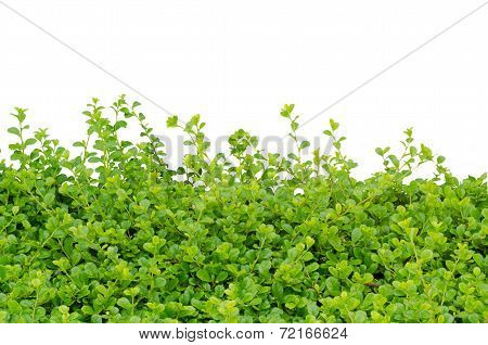 Carmona Retusa  Isolated On White Background