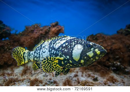 Exotic Fish Isolated In Aquarium