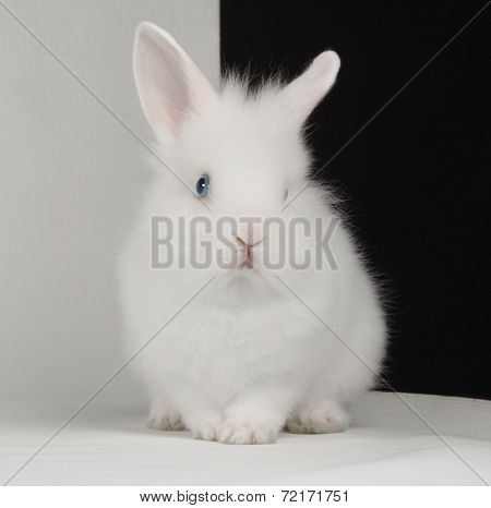 White Rabbit
