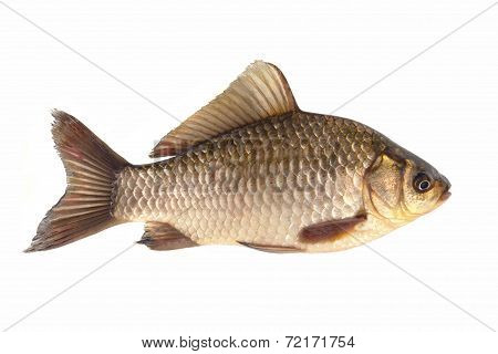 Crucian