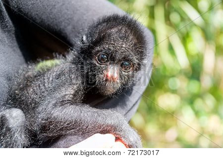 Three Month Old Spider Monkey