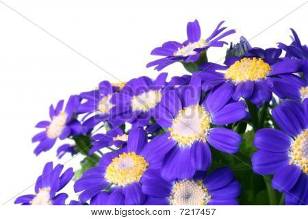 Blå blomst