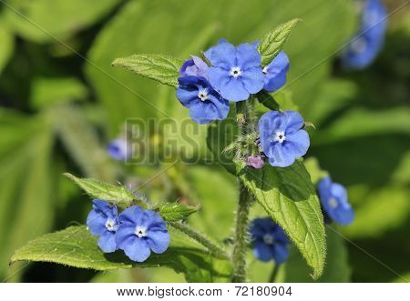 Green Alkanet