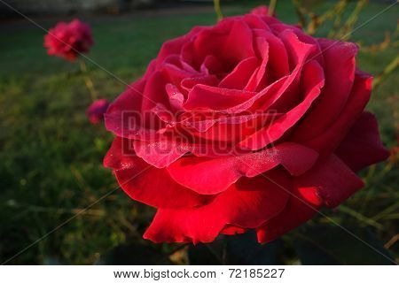 Sunlit Red Rose with Dew Drops