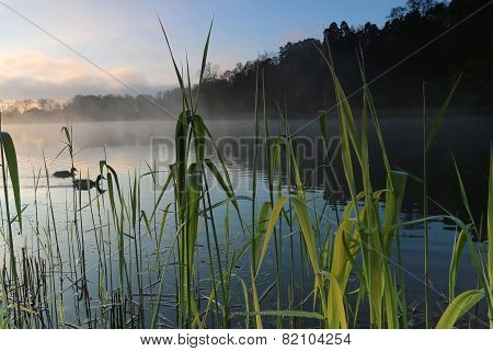 Reed In The Lake A Foggy Morning