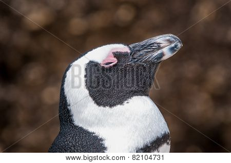 African Penguin, Also Known As The Jackass Penguin Or Black-footed Penguin